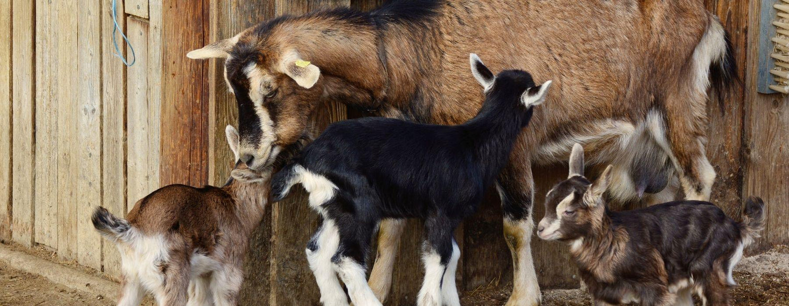 FROMAGES AU LAIT DE CHÈVRE - Fromagerie du Château