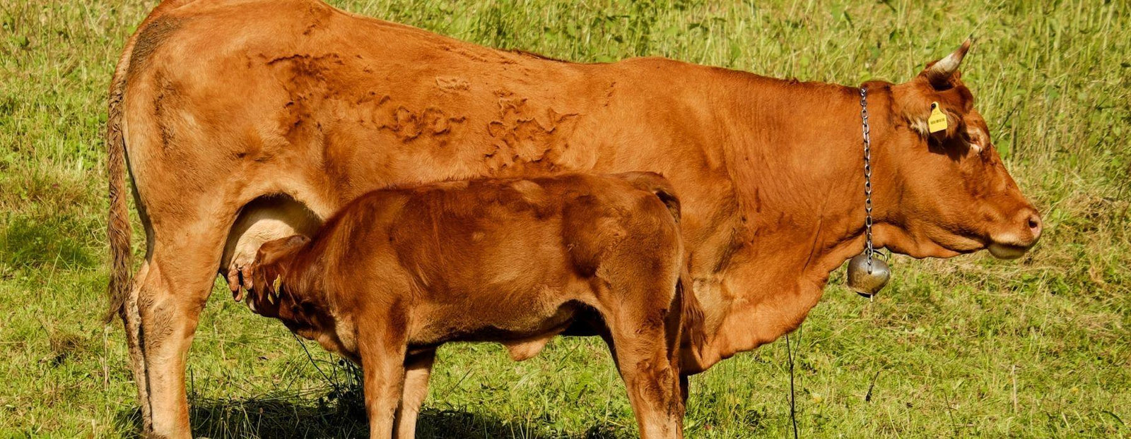 FROMAGES AU LAIT DE VACHE - Fromagerie du Château