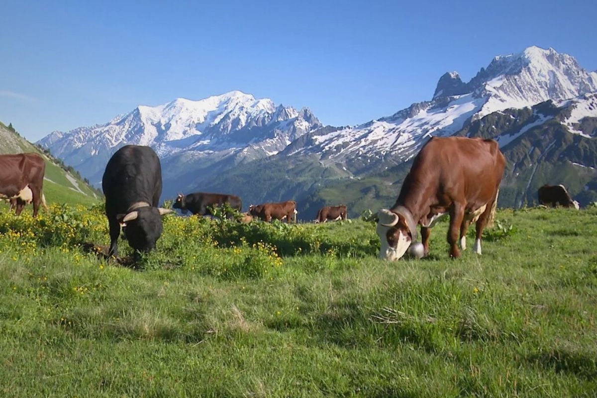 Le rôle du terroir dans le goût du fromage : un voyage au cœur des saveurs