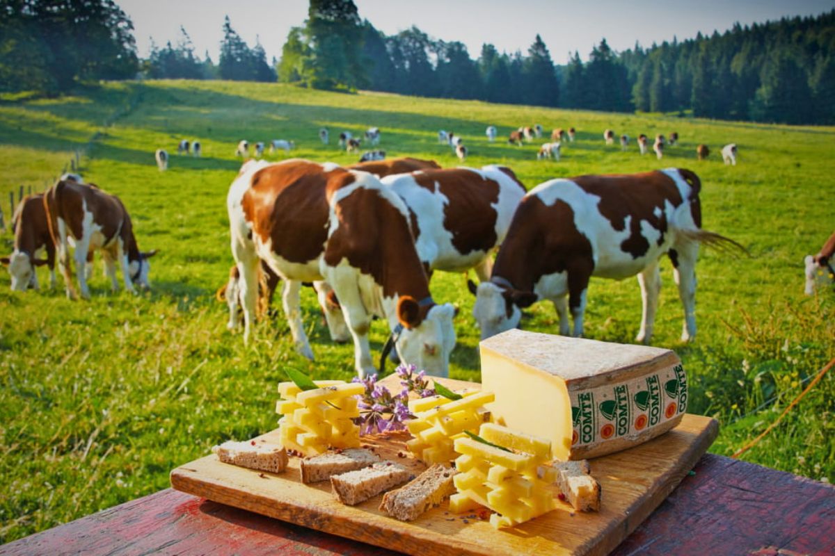 Troupeau de vaches Abondance en pâturage alpin en juin, fruitière fromagère en arrière-plan