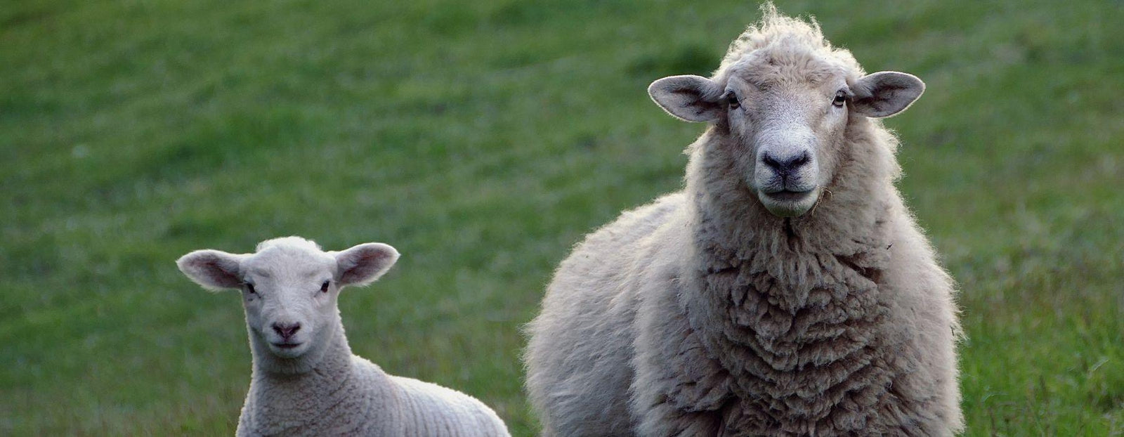 FROMAGES AU LAIT DE BREBIS - Fromagerie du Château