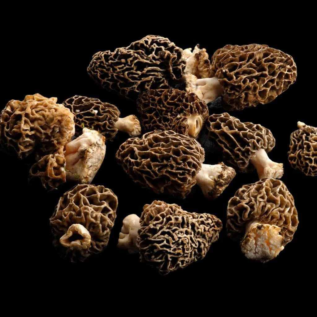 Morilles Spéciales Séchées - Fromagerie du Château